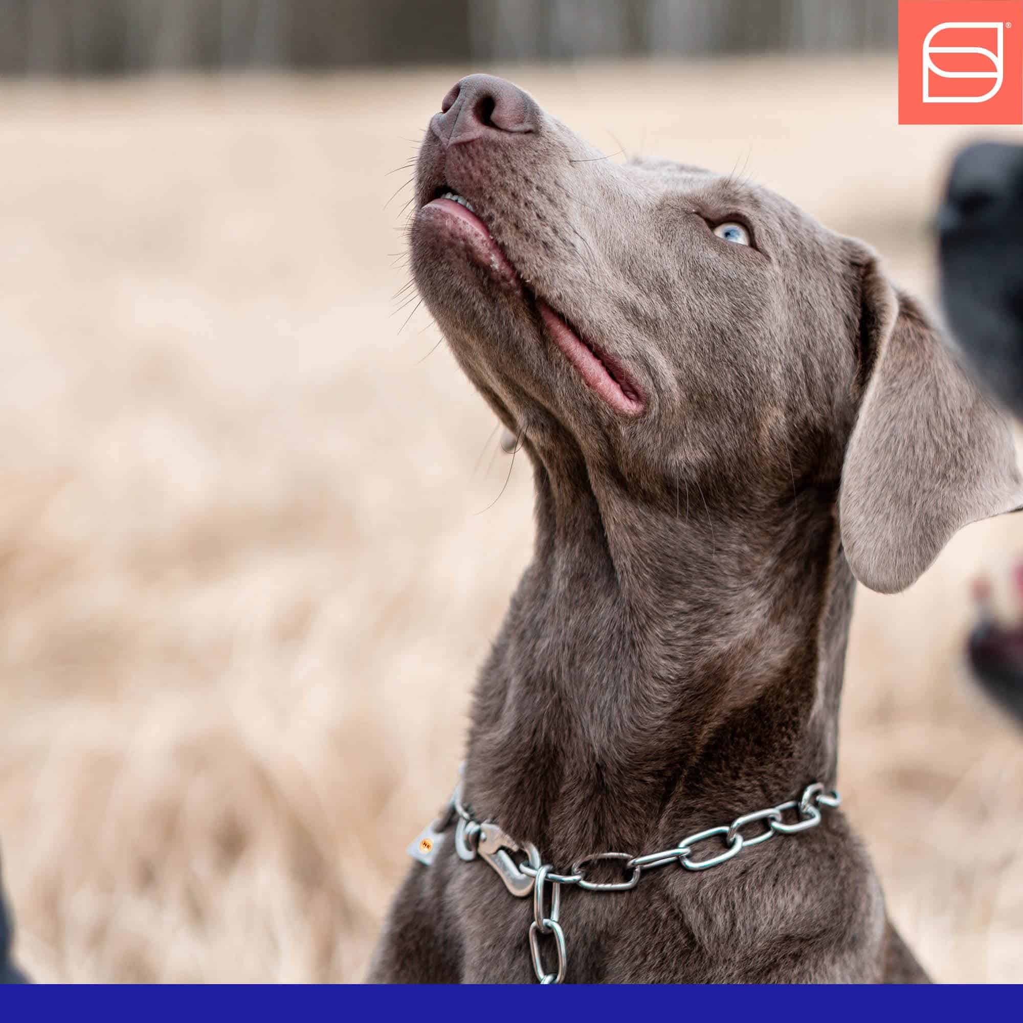 Collar de Cadena de Acero Inoxidable Herm Sprenger Fur - Imagen 3