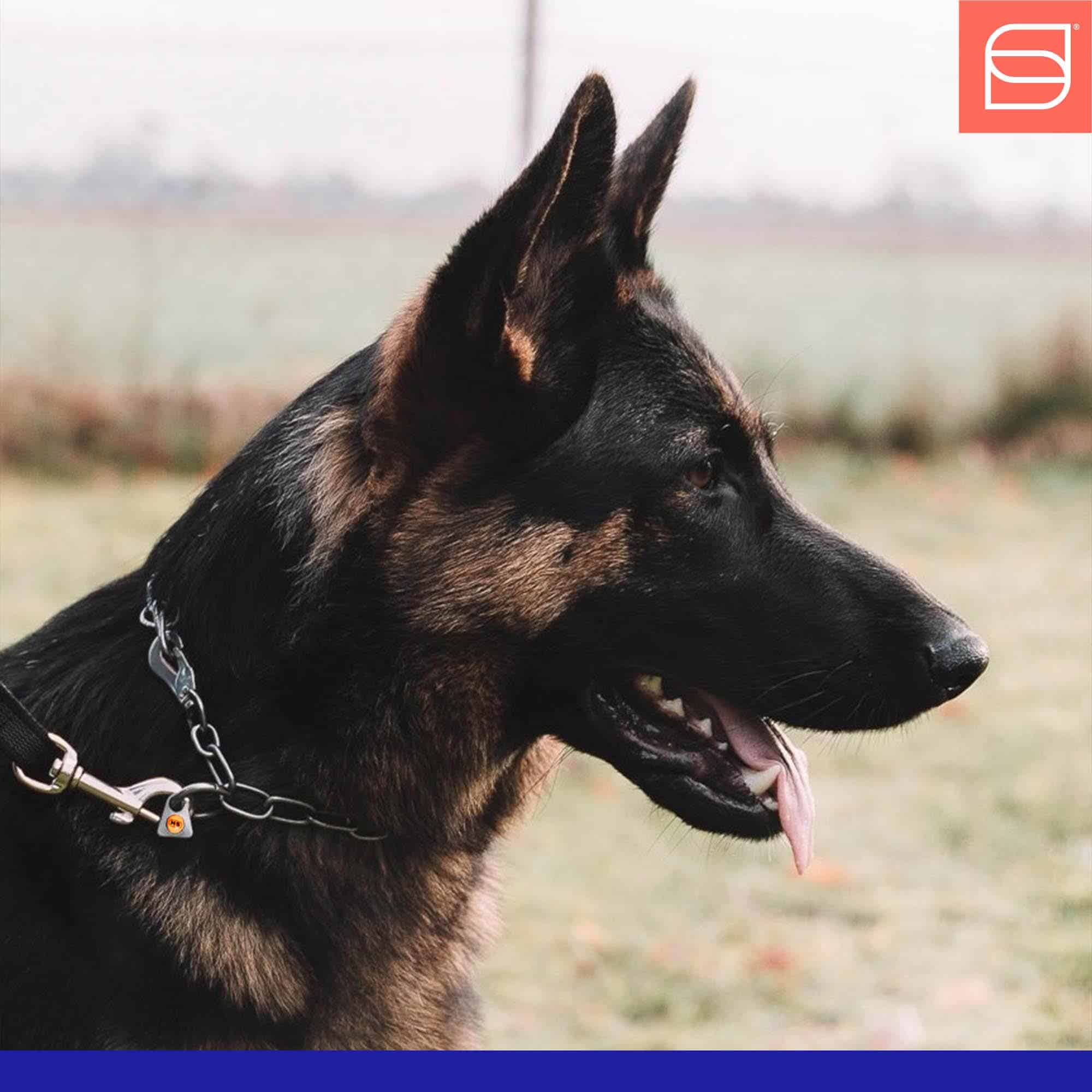 Collar de Cadena de Acero Inoxidable Herm Sprenger Fur - Imagen 9