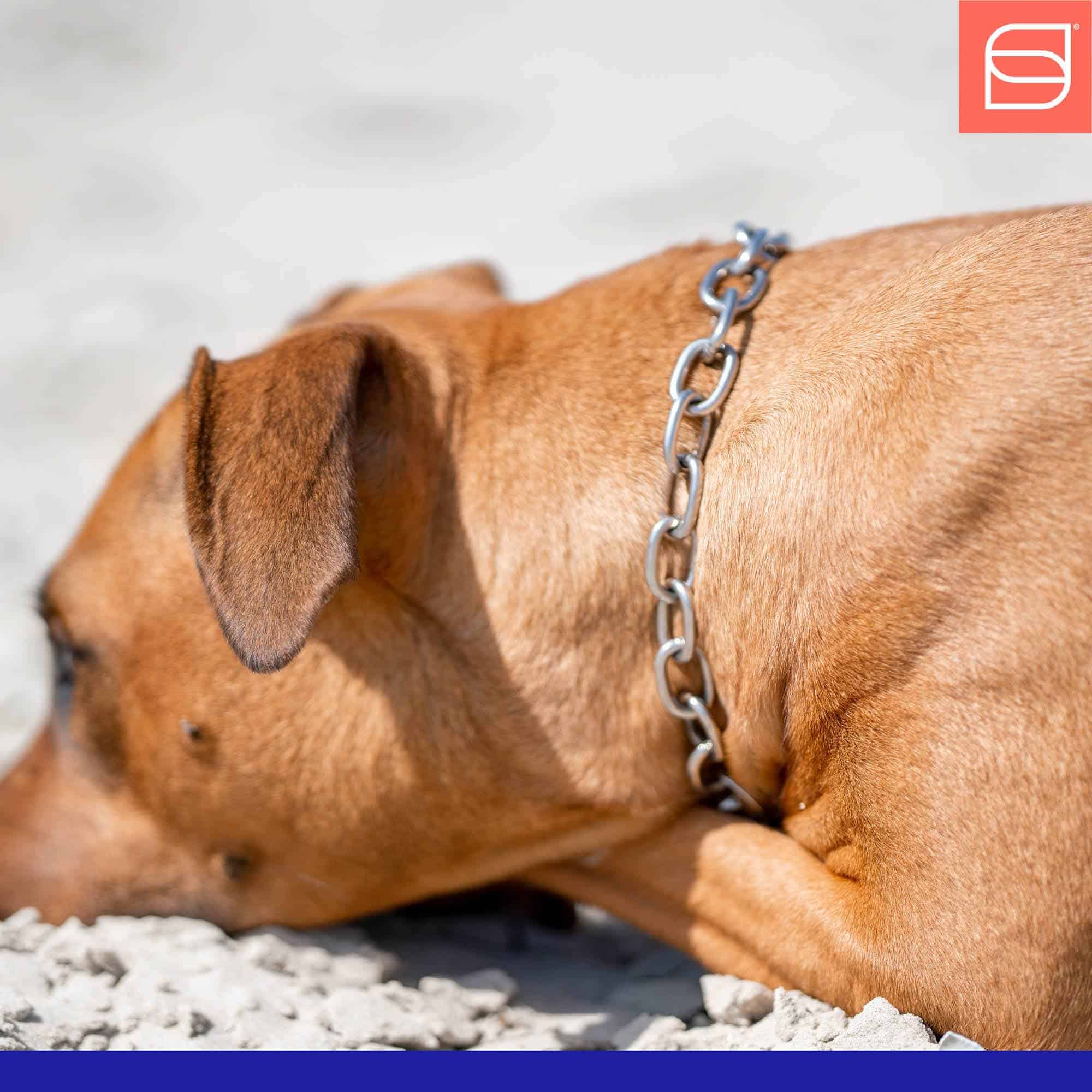 Collar de Cadena de Acero Inoxidable Herm Sprenger Fur - Imagen 10