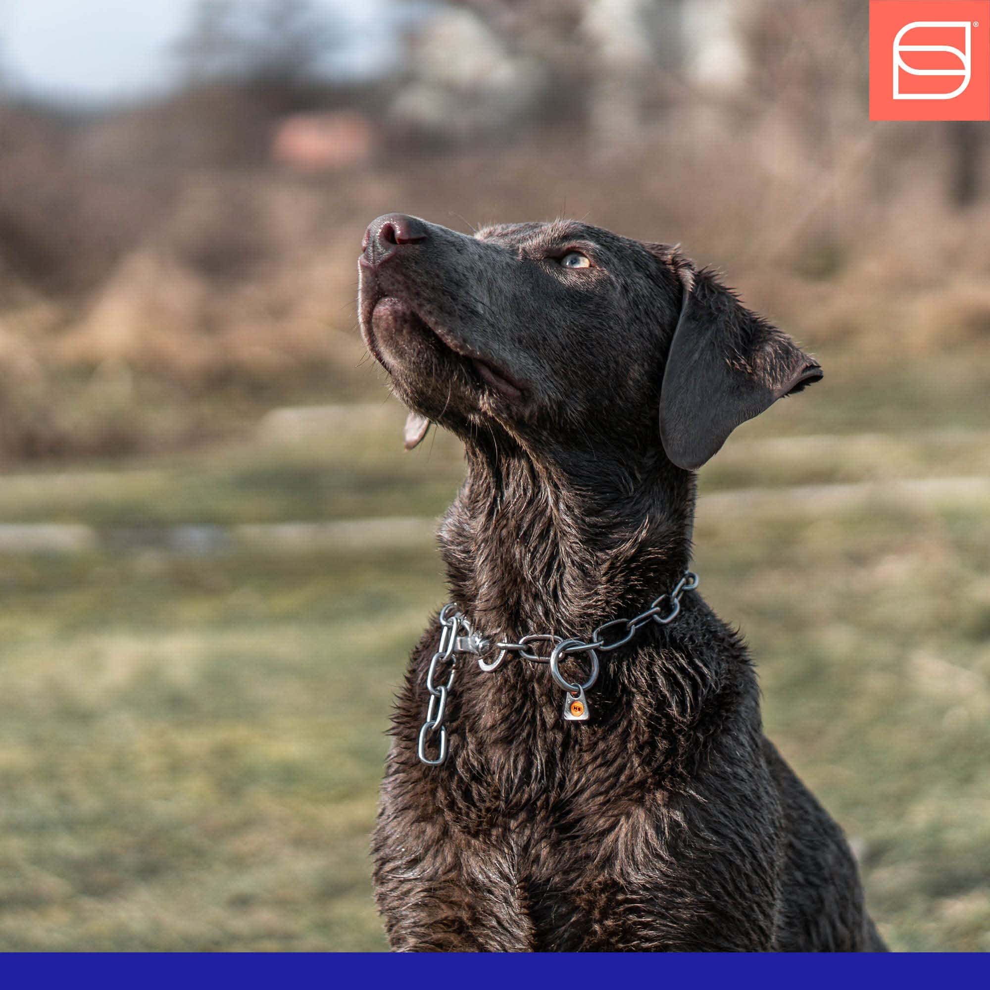 Collar de Cadena de Acero Inoxidable Herm Sprenger Fur - Imagen 8