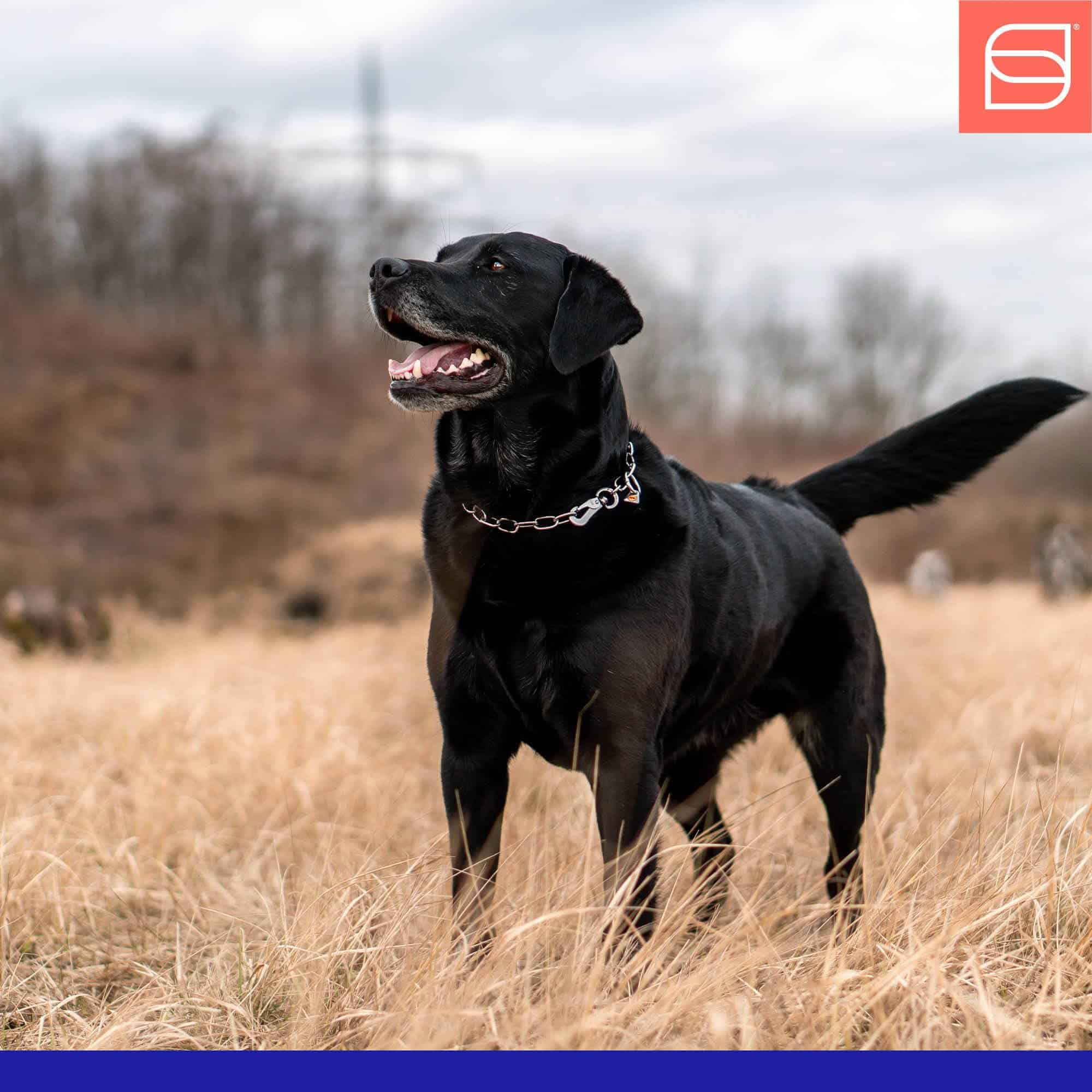 Collar de Cadena de Acero Inoxidable Herm Sprenger Fur - Imagen 6