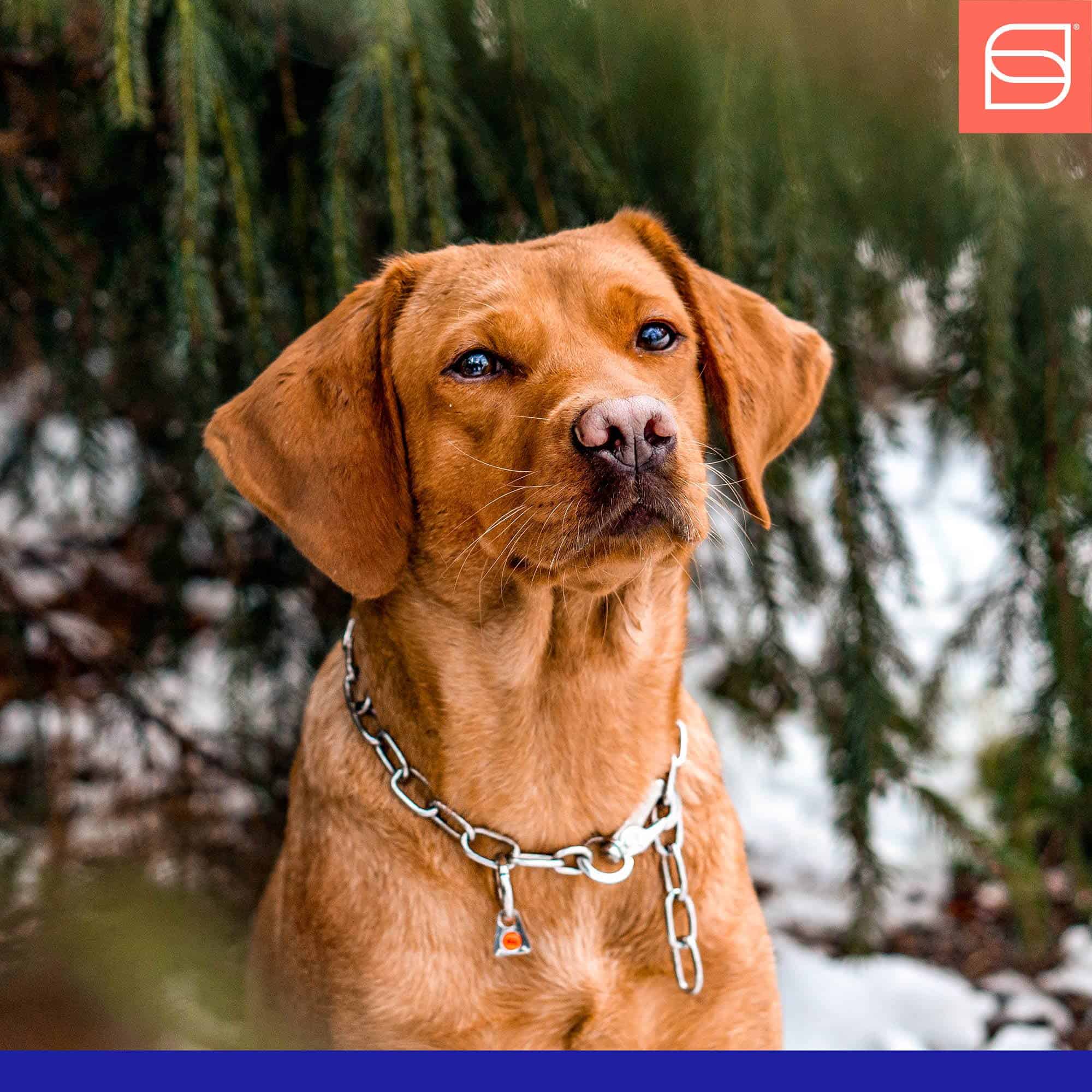 Collar de Cadena de Acero Inoxidable Herm Sprenger Fur - Imagen 7