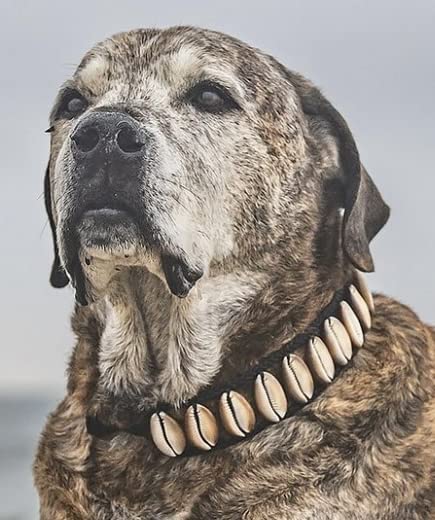 Collar de Perro de Conchas Hecho a Mano, Elegante Collar de