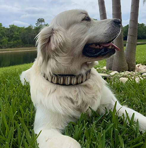 Collar de Perro de Conchas Hecho a Mano, Original de Lujo - Imagen 6