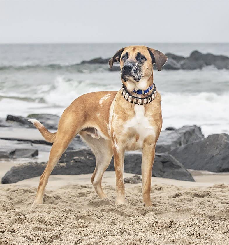 Collar de Perro de Conchas Hecho a Mano, Original de Lujo - Imagen 7