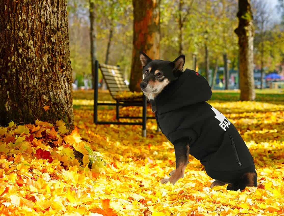 Sudadera con capucha para perros Pajar Pup Manson para - Imagen 5