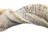 Shofar Kosher de Carnero Pulido Medio 12"-14"