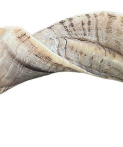 Shofar Kosher de Carnero Pulido Medio 12"-14"