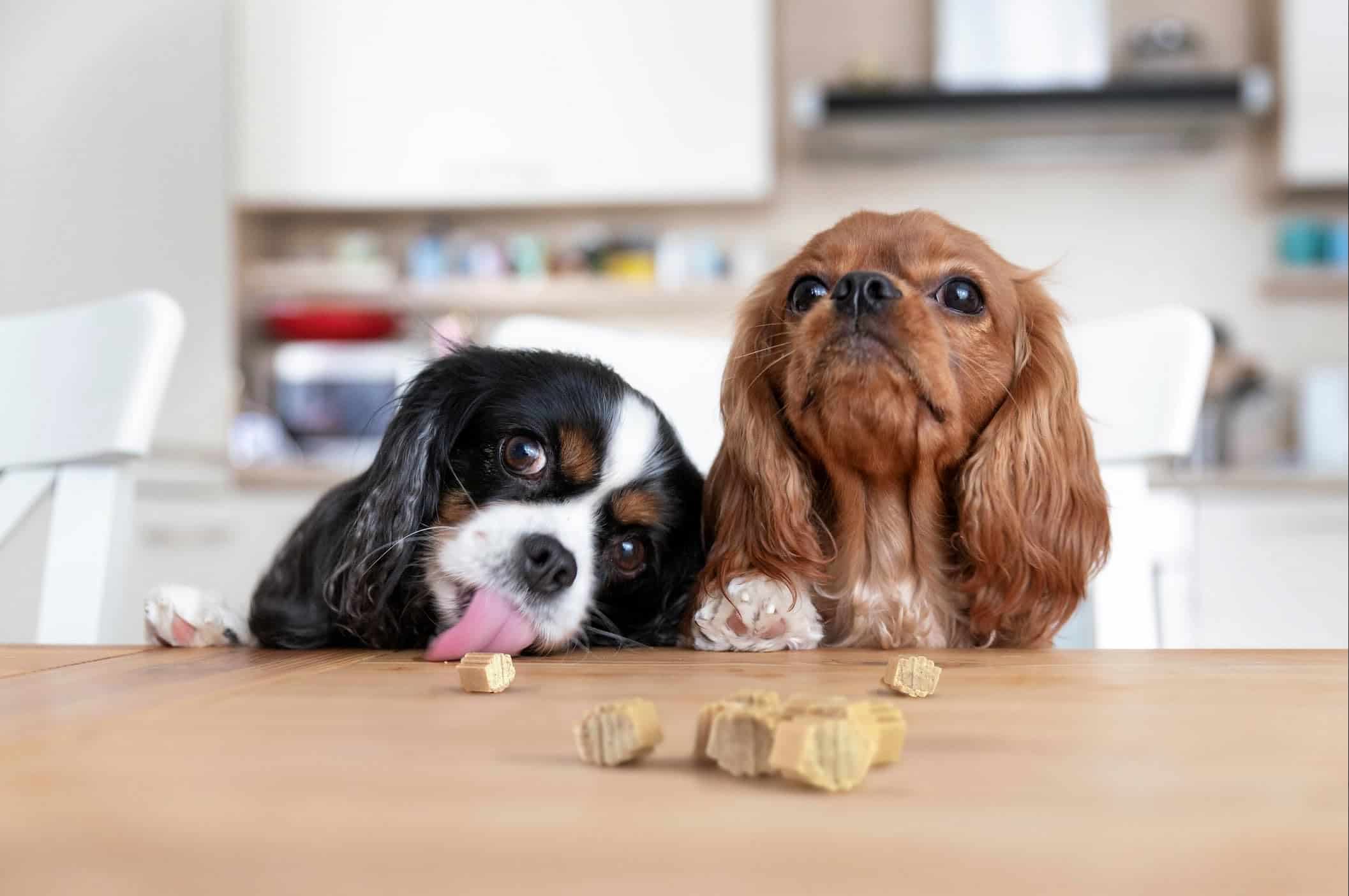 Premios para entrenamiento de perros Hive 2 Pack - - Imagen 3