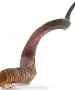 Shofar de Israel | KOSHER por el Rabinato de Jerusalén |