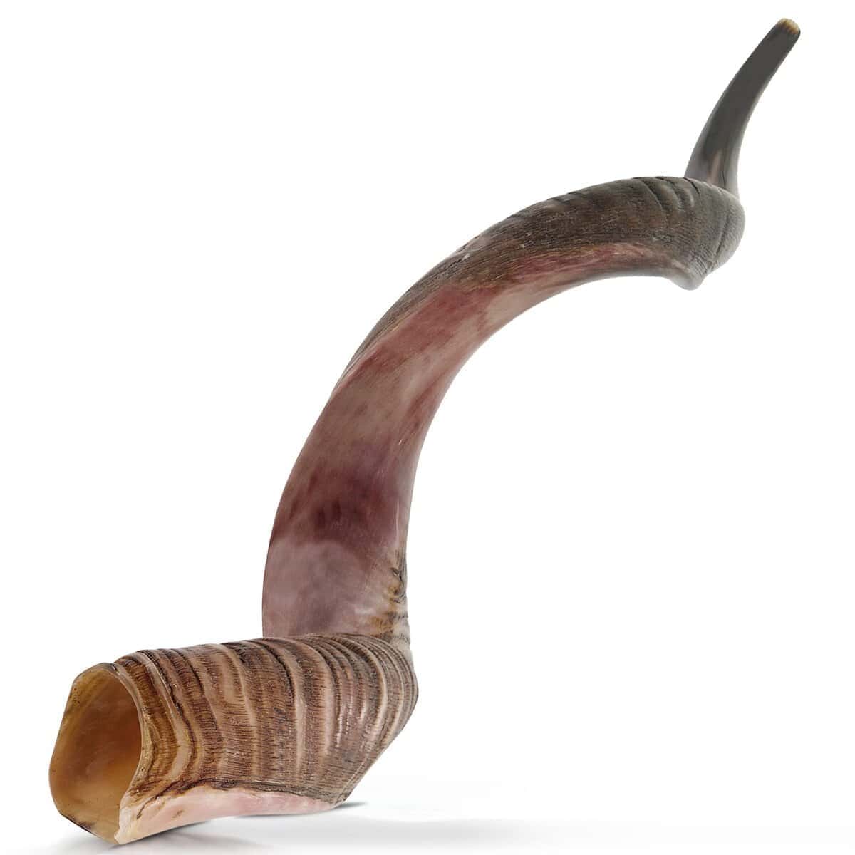 Shofar de Israel | KOSHER por el Rabinato de Jerusalén |