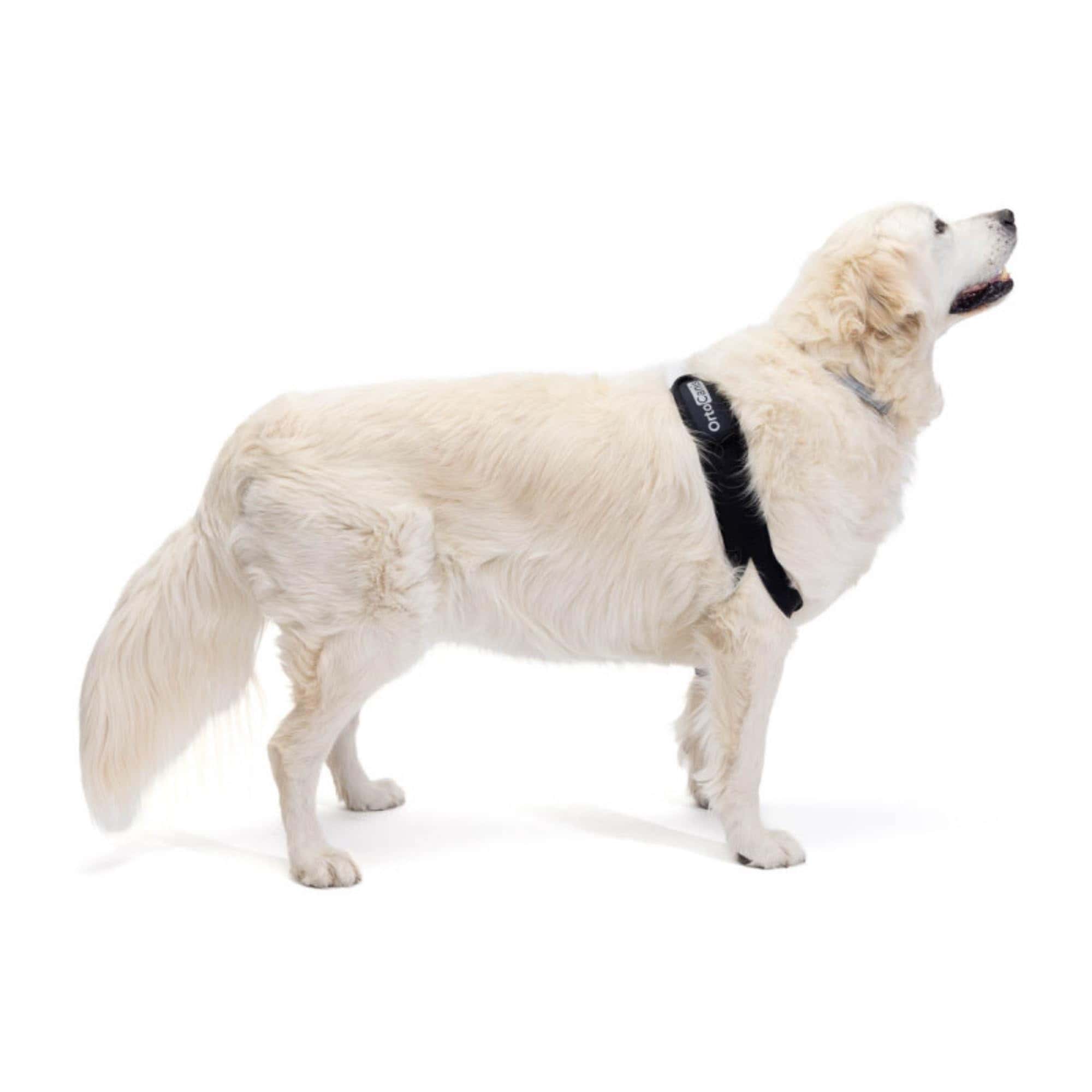 Protector de Codo para Perros con Osteoartritis, Lesiones, - Imagen 3