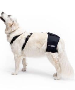 Ortocanis - Soporte de cadera para perros con displasia de