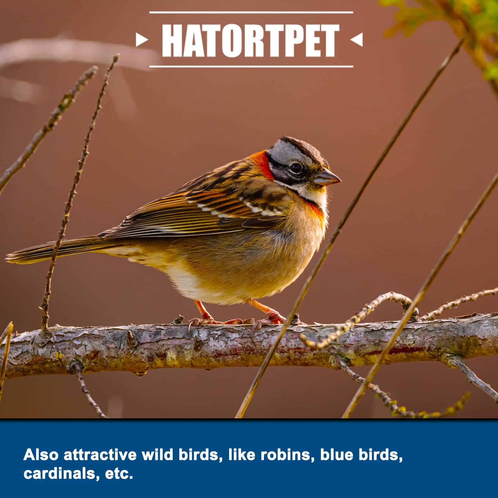 Hatortpet 5LB de Gusano de Soldado Seco de Alto Contenido - Imagen 5