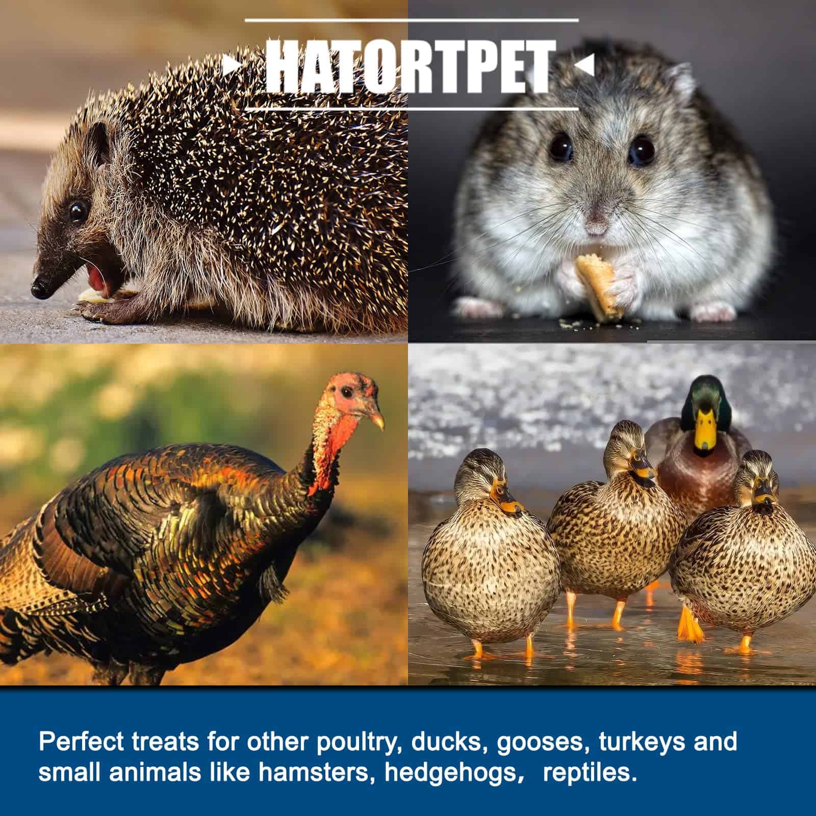 Hatortpet 5LB de Gusano de Soldado Seco de Alto Contenido - Imagen 6