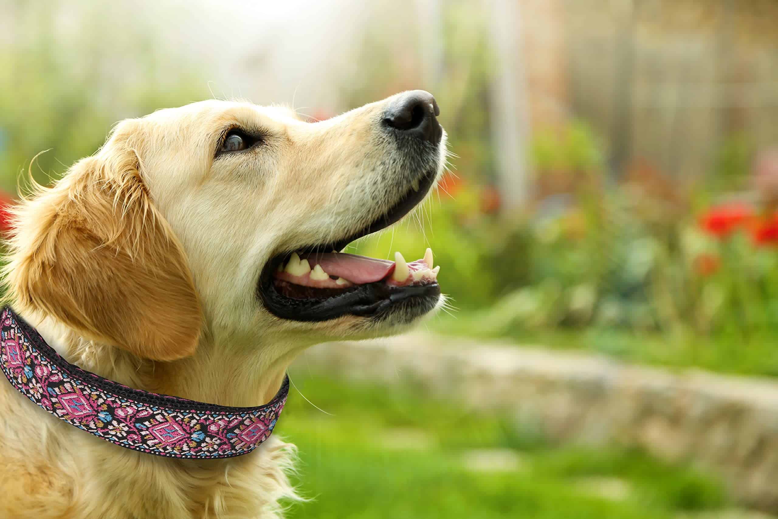 Collar para Perros Pequeños, Medianos y Grandes - - Imagen 6