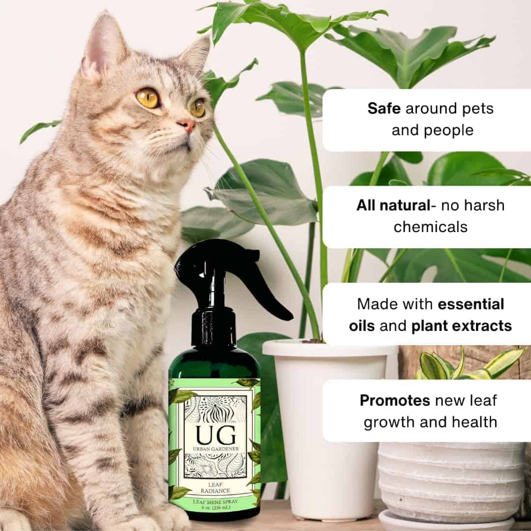 Leaf Radiance, Todo Natural Pulidor de Hojas de Plantas, - Imagen 7
