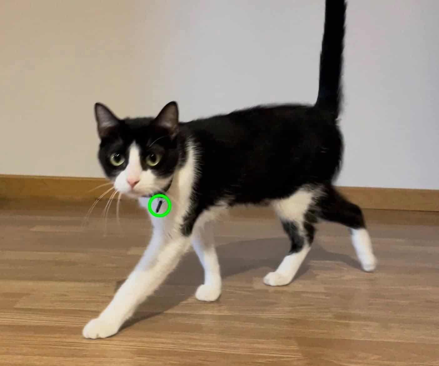 Compatible con Collares de Identificación por - Imagen 3