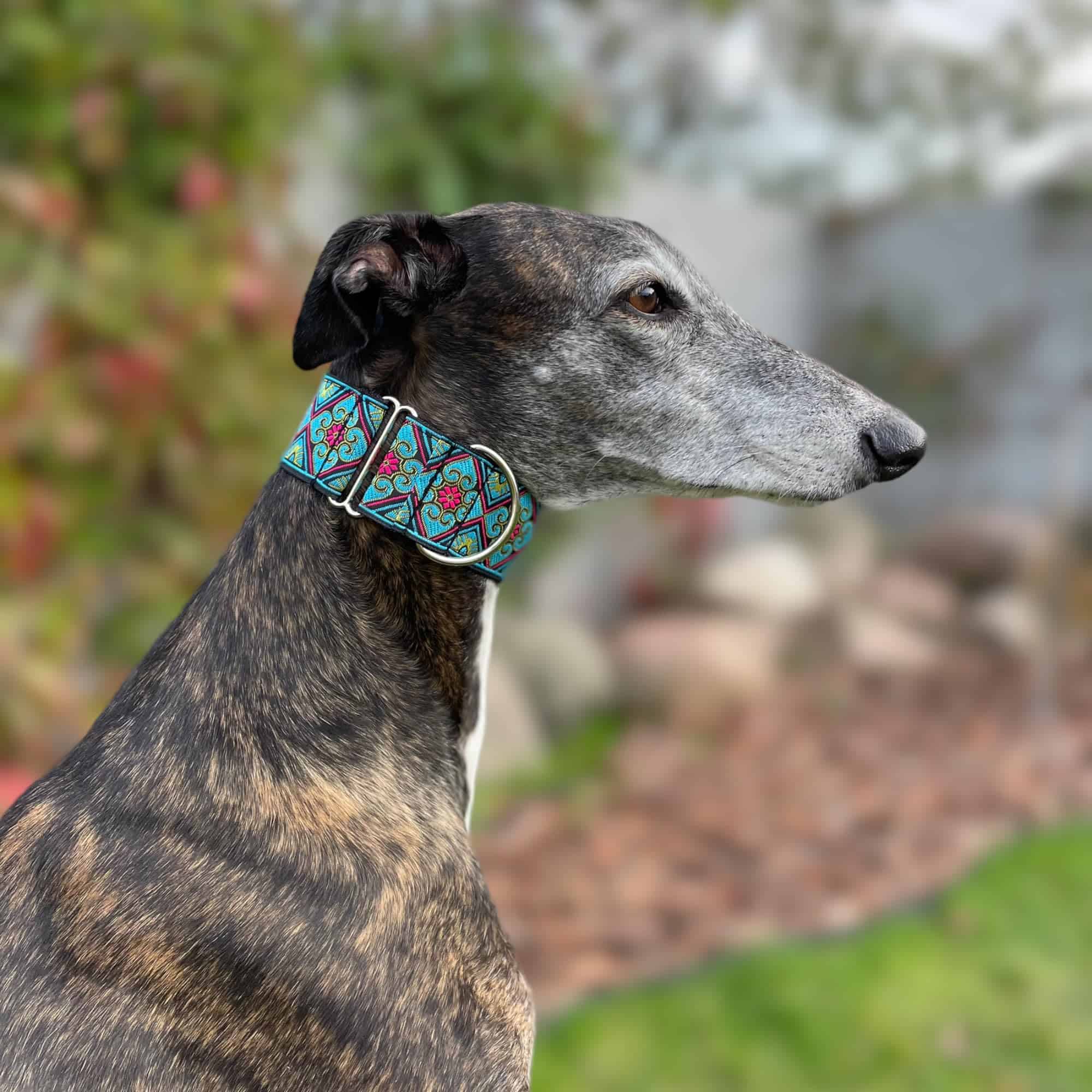 Collar Martingale para Perros Galgos, Salukis, Whippets y - Imagen 5