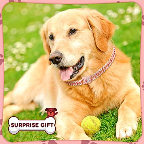 Collar de Cadena Brillante para Perro de 20 pulgadas en Oro - Imagen 6