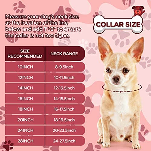 Collar de Cadena Brillante para Perro de 20 pulgadas en Oro - Imagen 4