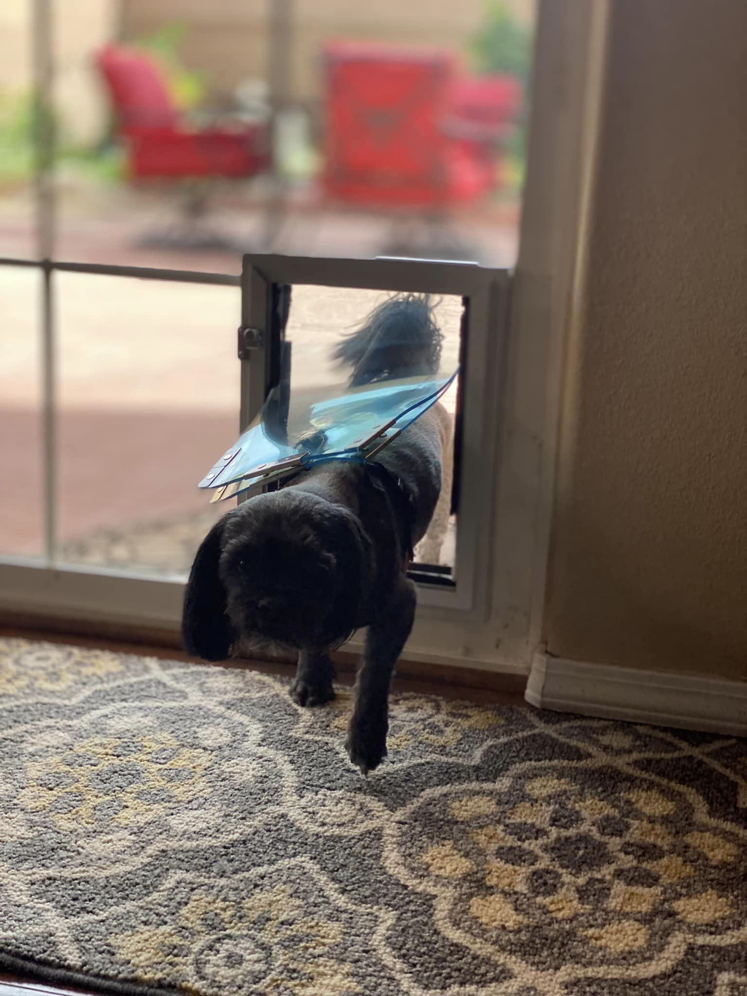 Puerta para Gatos y Perros en Puertas de Pantalla | Solapa - Imagen 4