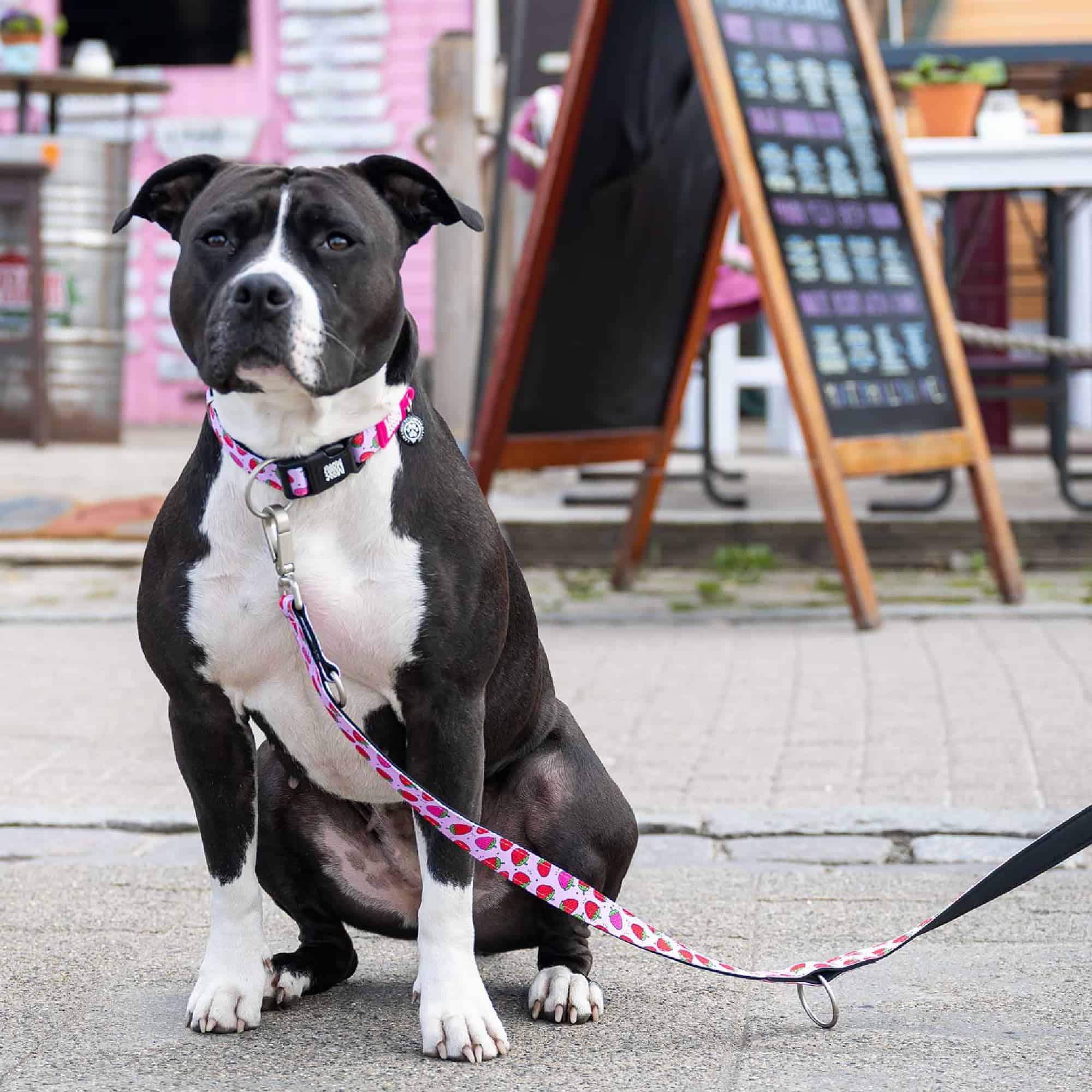 Correa para perros Max & Molly Classic 4 pies - Resistente, - Imagen 6