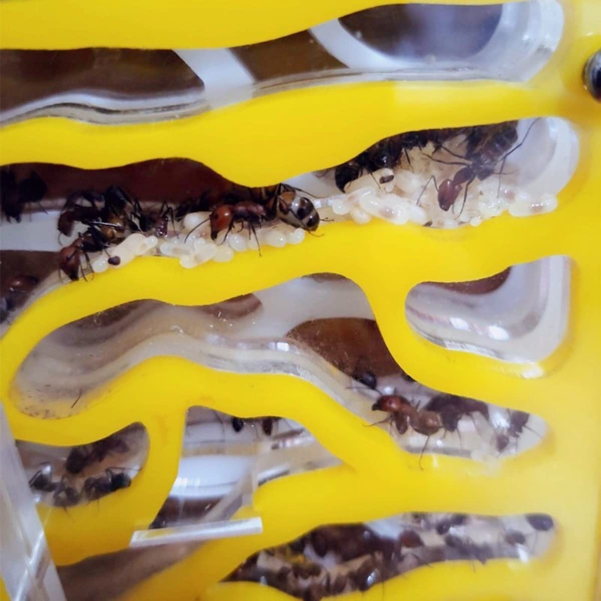 Granja de hormigas KXCR DIY Nido de hormigas de Acrílico 3D - Imagen 9