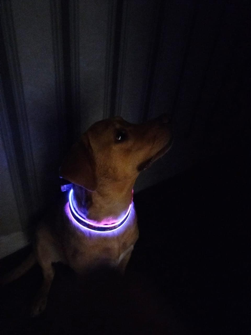 Collar LED para Perros KDFA Pets 2023 Luz Personalizada - Imagen 7
