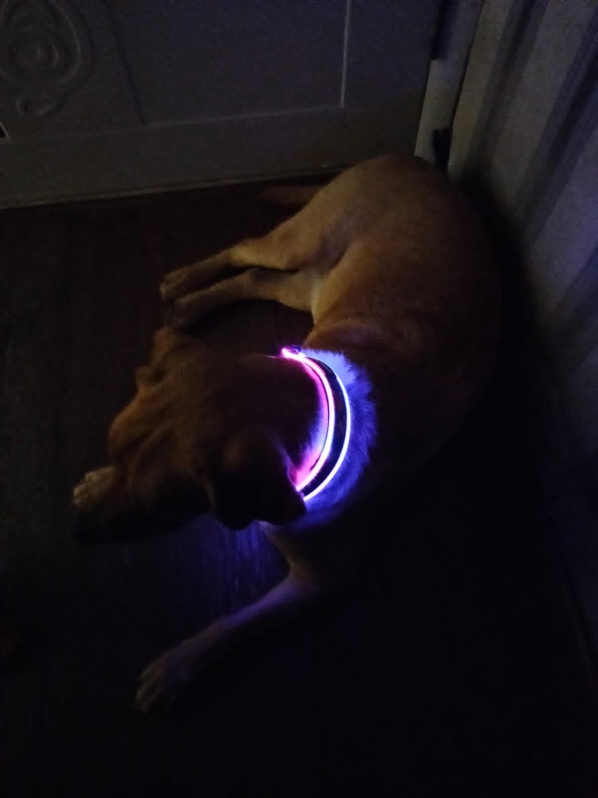 Collar LED para Perros KDFA Pets 2023 Luz Personalizada - Imagen 8