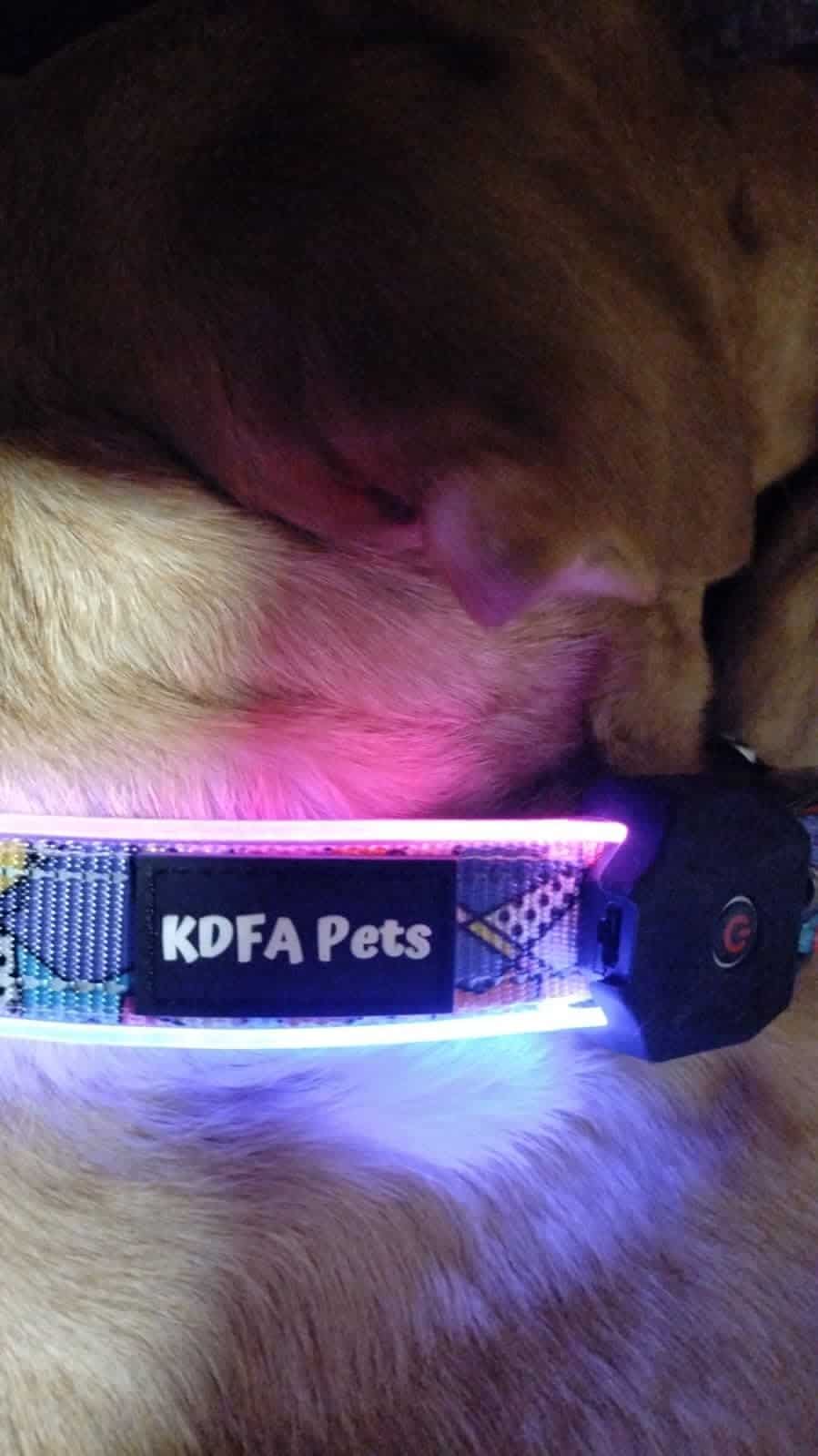 Collar LED para Perros KDFA Pets 2023 Luz Personalizada - Imagen 5