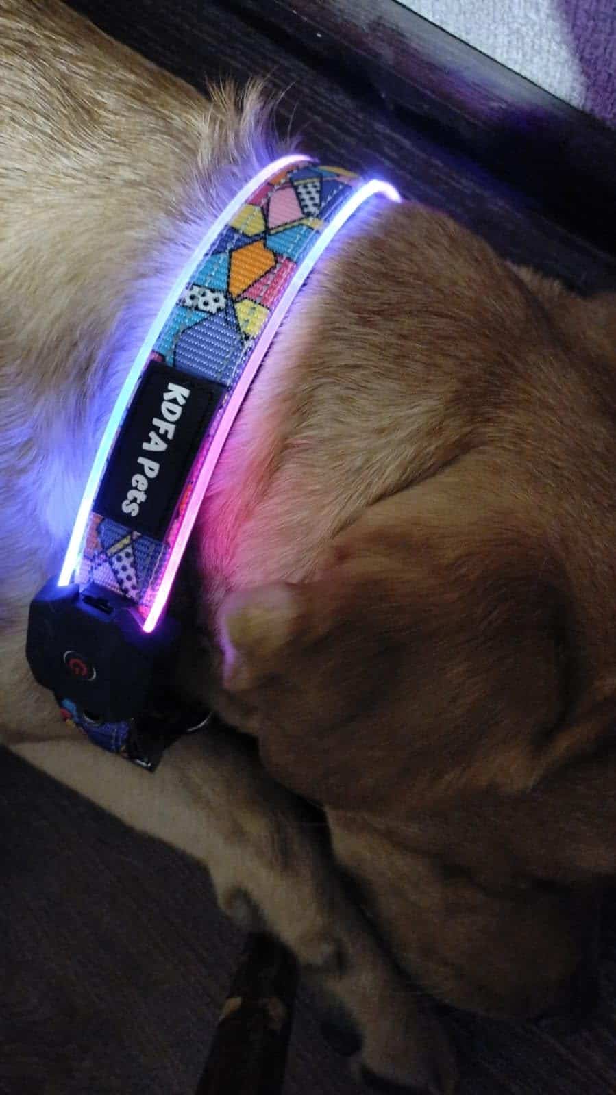 Collar LED para Perros KDFA Pets 2023 Luz Personalizada - Imagen 6