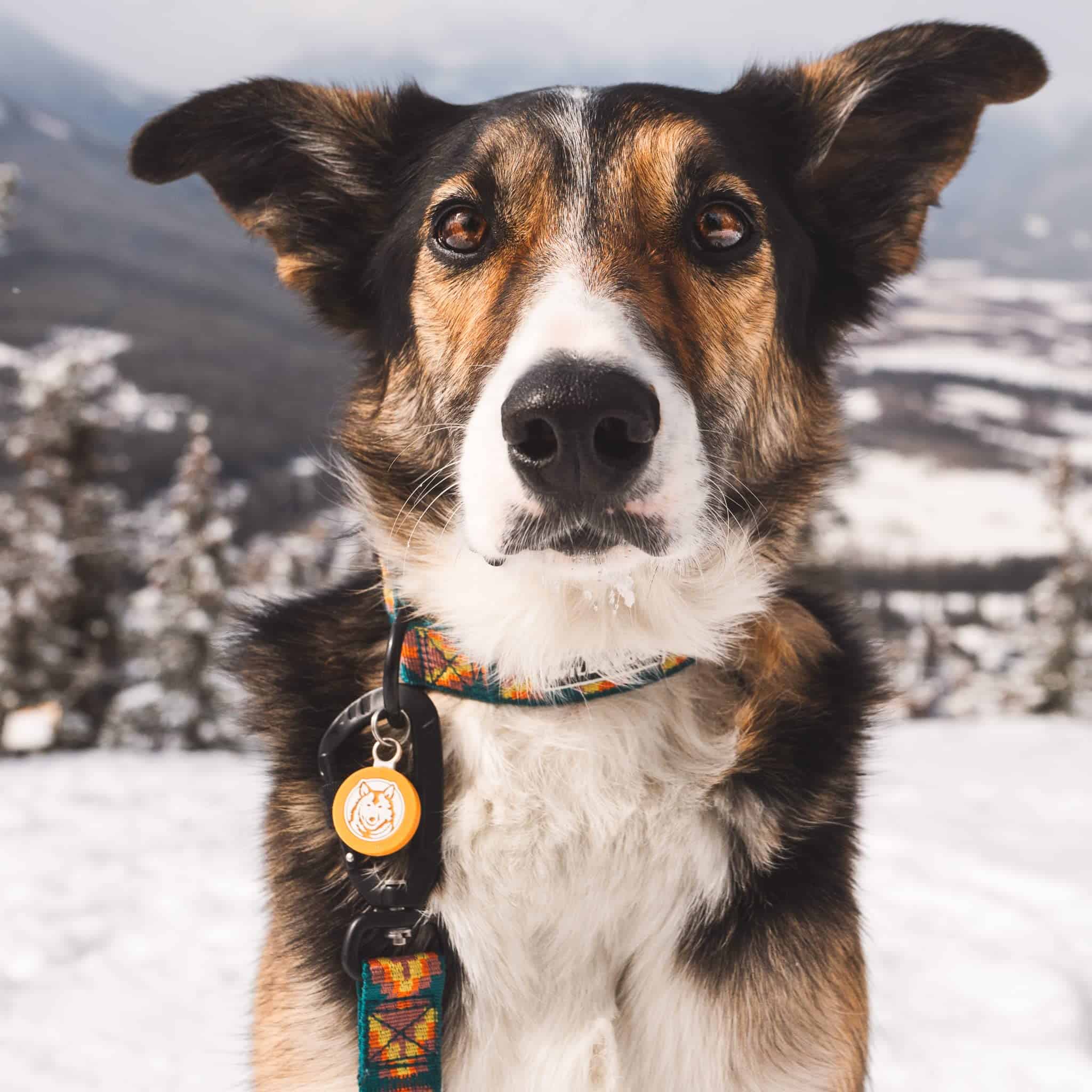 Correa Ultraligera Wilderdog para Perros de 6 pies de largo - Imagen 6