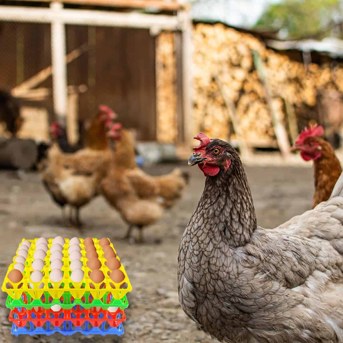 Paquete de 4 cartones de huevos a granel, Cartones de - Imagen 7