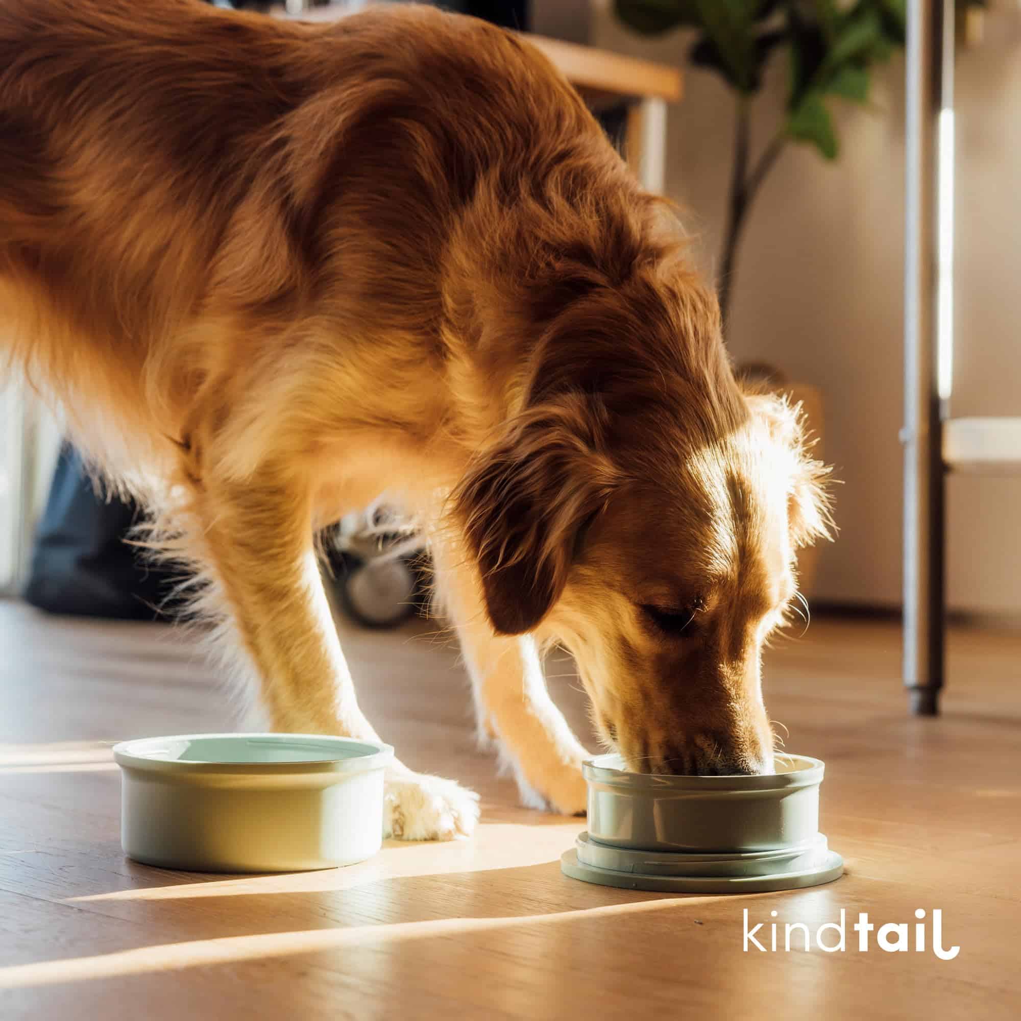 Kind Bowls, Bowls de Viaje para Perros, Bowls Portátiles - Imagen 8