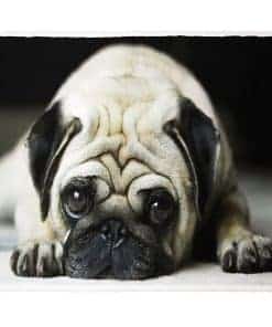 Manta Sherpa XSMEI de 50"x60" con Estampado de Perros -