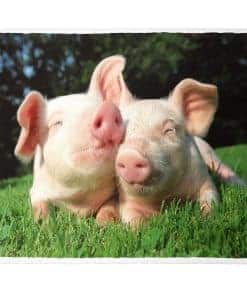 Manta de Sherpa XSMEI 50"x60" con Diseño de Cerditos