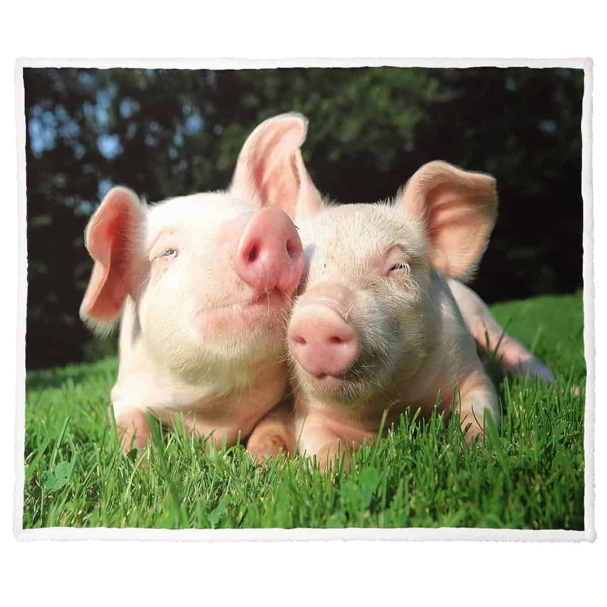 Manta de Sherpa XSMEI 50"x60" con Diseño de Cerditos