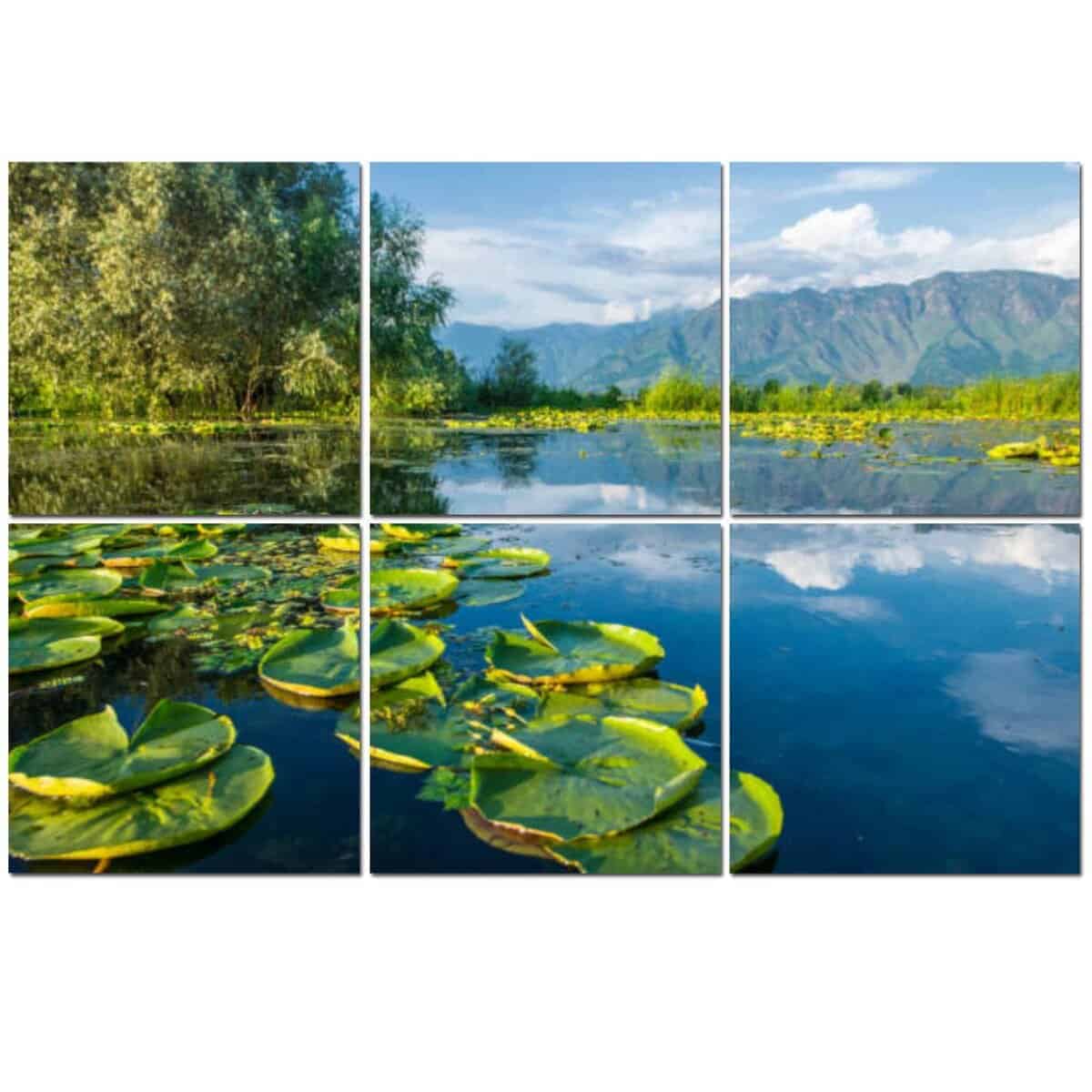 6 Pack Paneles Acústicos de Arte Plantas Acuáticas Lago