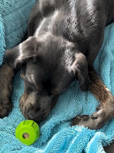 Juego de Pelotas para Perros Duraderas Hooska - Juguetes - Imagen 9