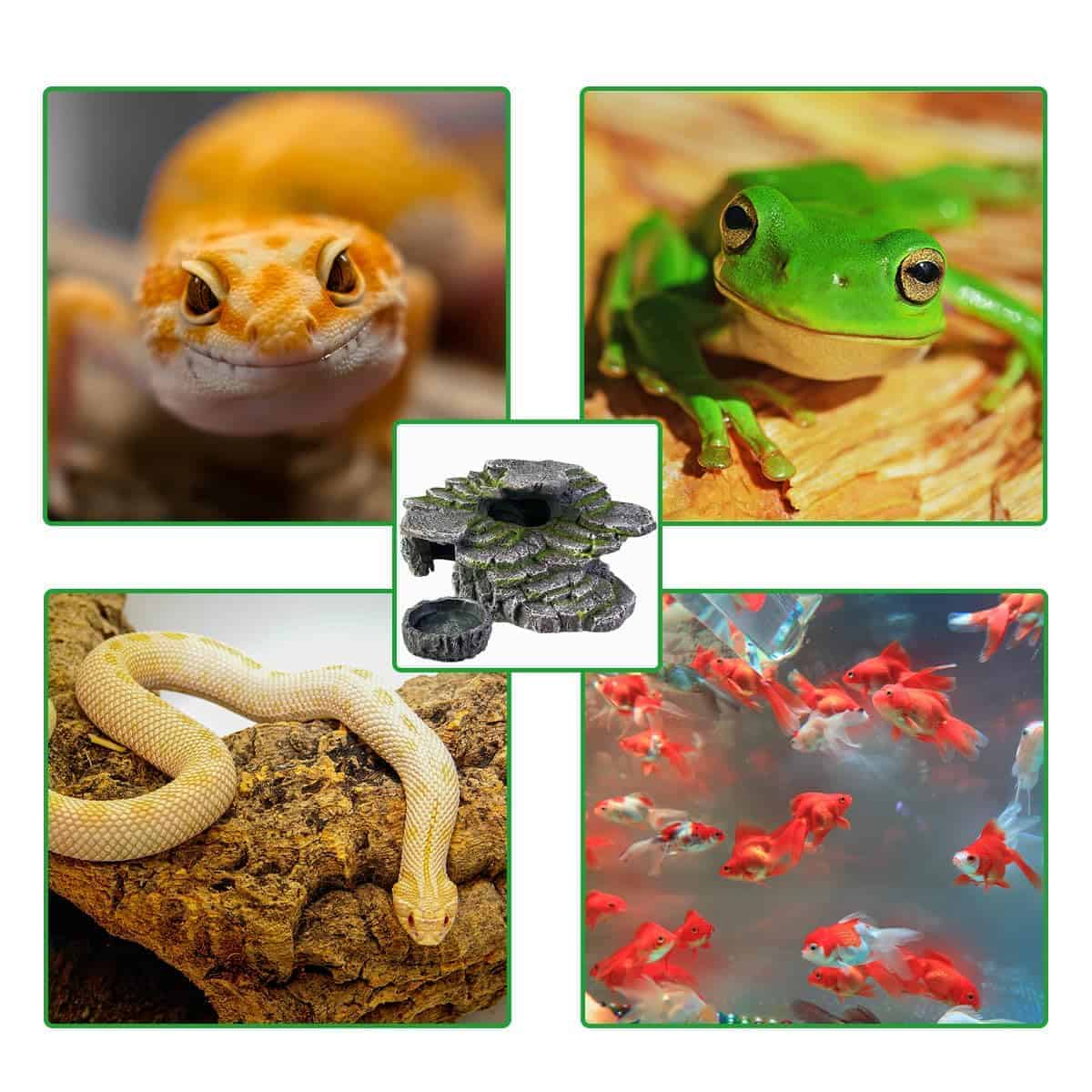 Plataforma de Descanso para Dragón Barbudo, Accesorios para - Imagen 8