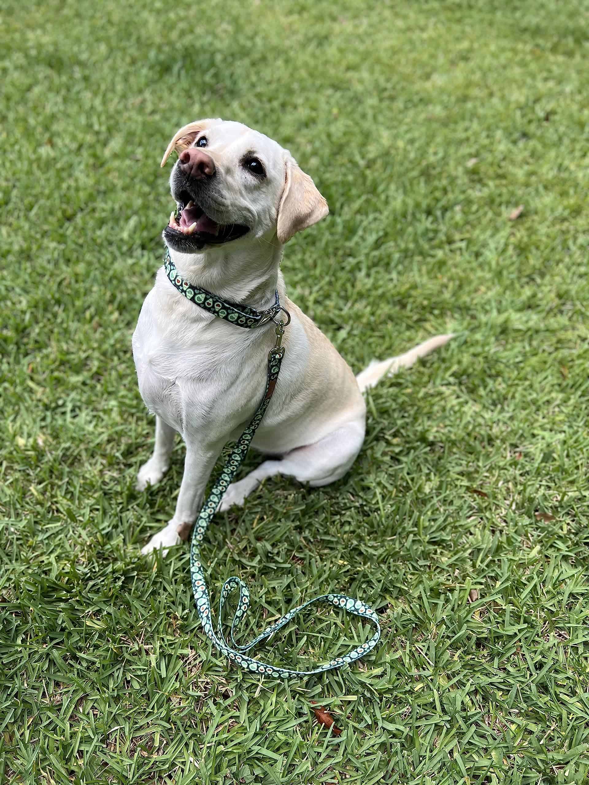 Correa para perro con patrón de tela de aguacate verde - Imagen 8
