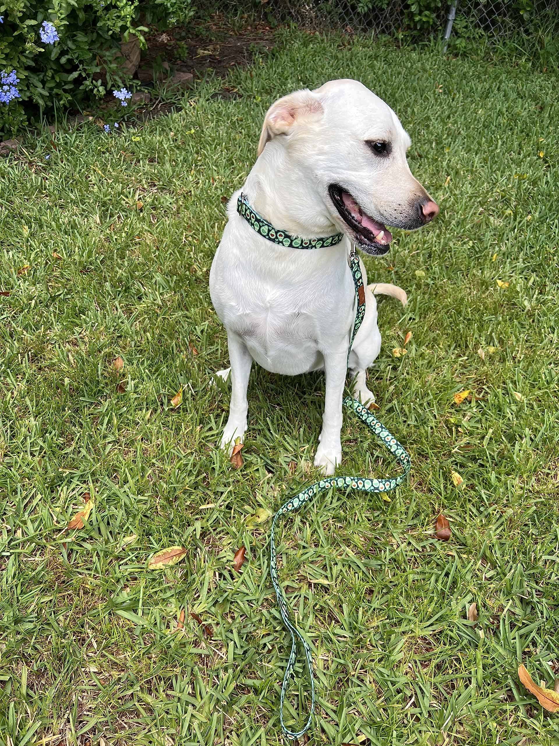 Correa para perro con patrón de tela de aguacate verde - Imagen 7