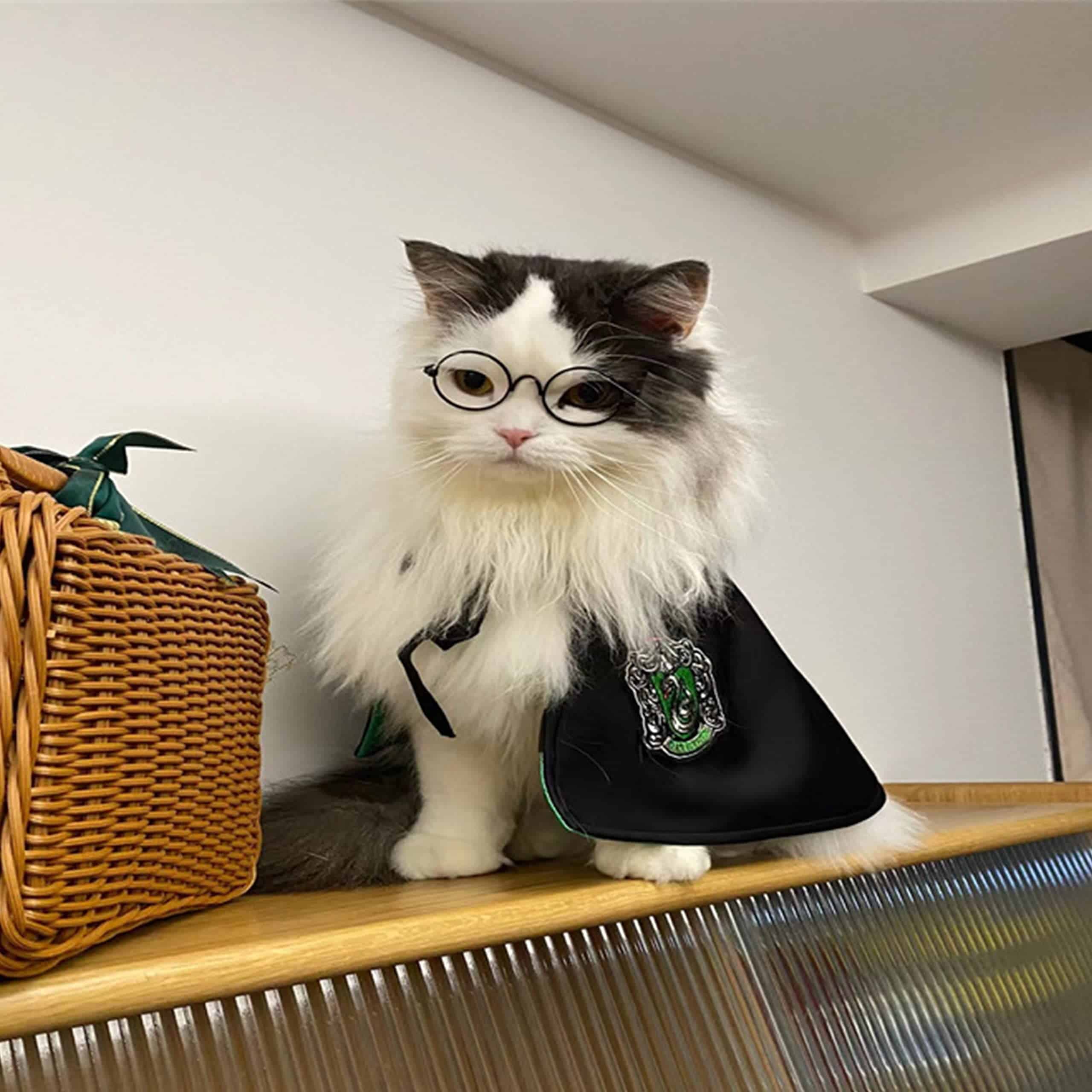 Aslike Capa de Perro Gato Disfraces Halloween Accesorios de - Imagen 5