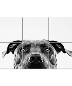 Paneles acústicos Art con retrato de un pitbull blanco 6