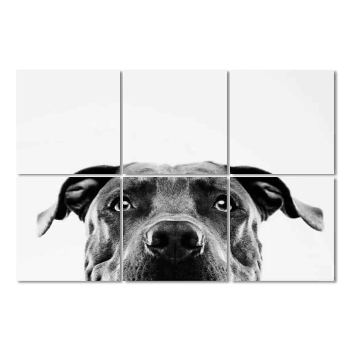 Paneles acústicos Art con retrato de un pitbull blanco 6