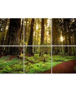 Paneles Acústicos de Arte Trail Redwood a Través de Árboles