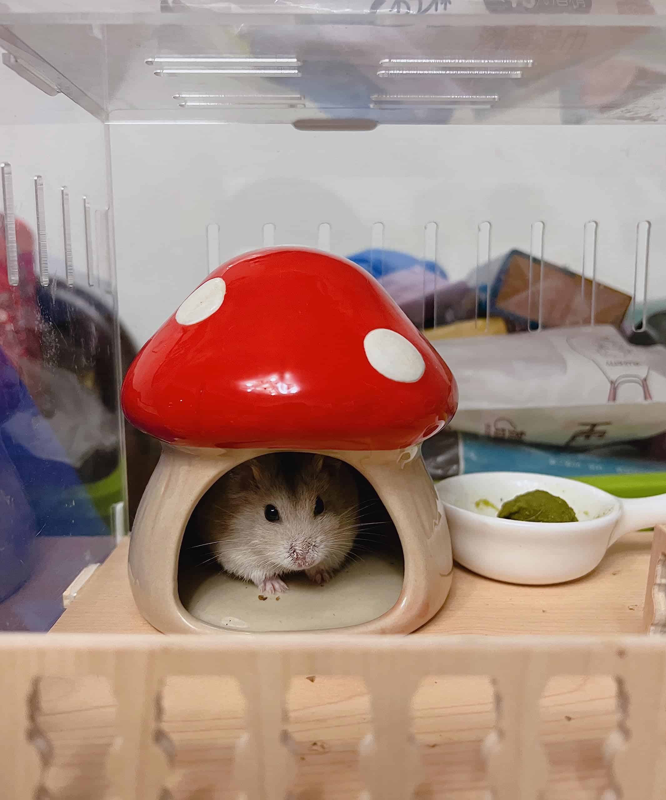 Casa de hámster en forma de champiñón de cerámica YZHZOM - Imagen 3