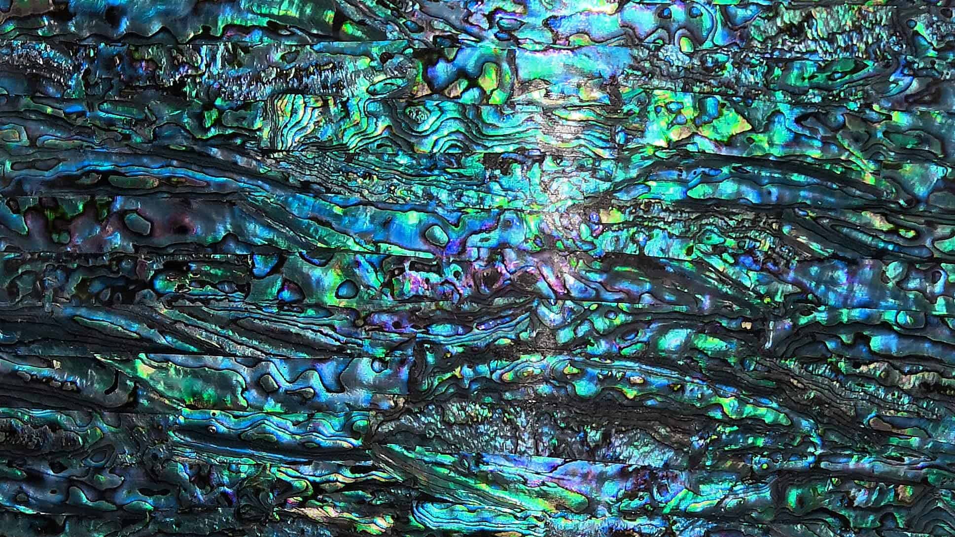 Lámina de Concha de Abulón Azul GOMMO Mejorada para - Imagen 4