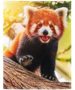 Manta Rstick Red Panda Blanket Cute Little Panda Fleece